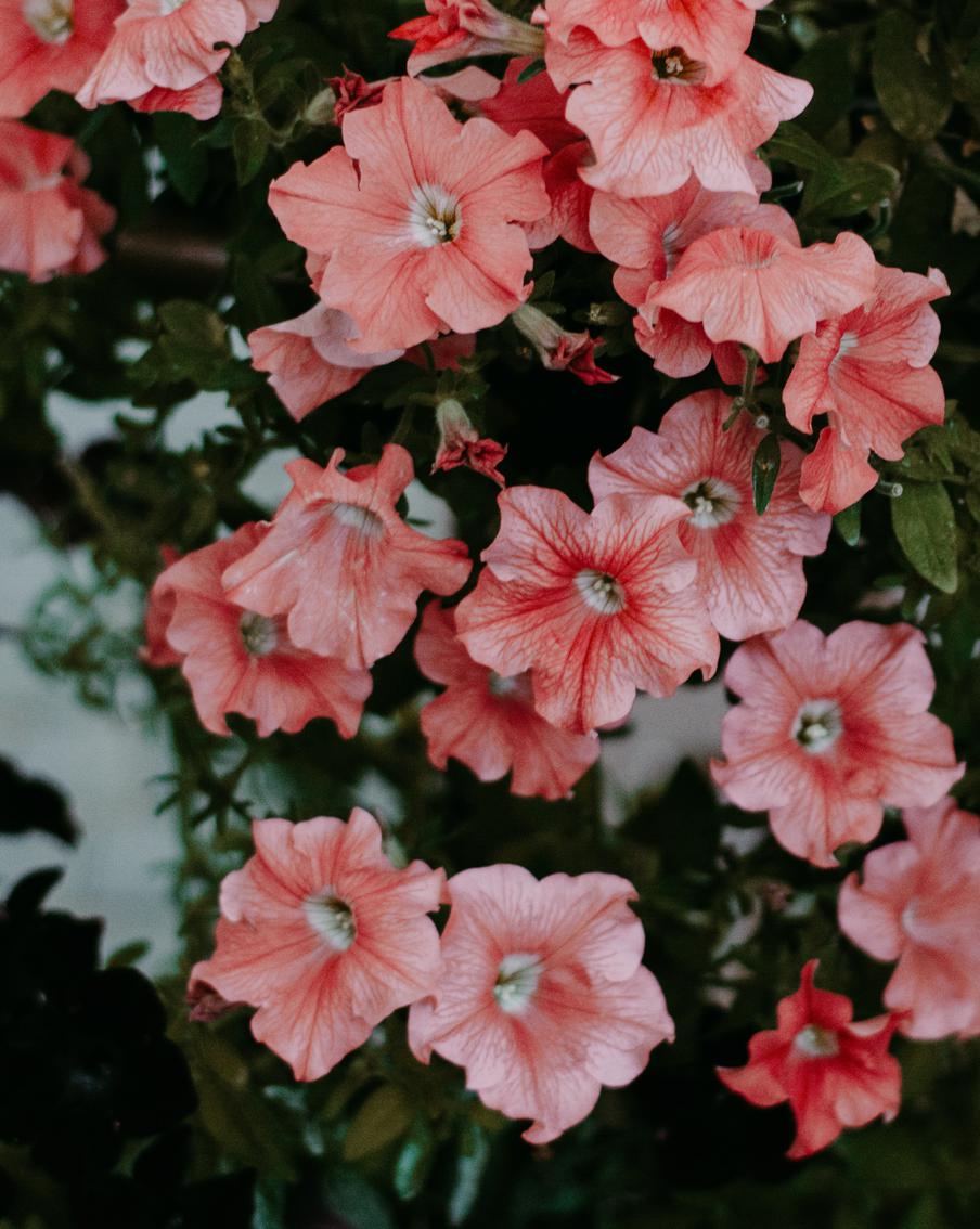 Украшаем сад петуниями! Что вам нужно знать об этих однолетних цветах