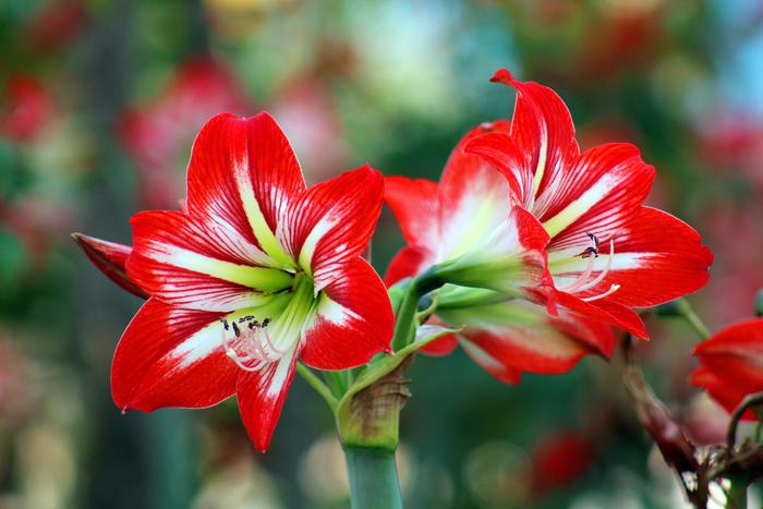 Не дача, а настоящий цветник! Украшаем загородный участок правильно