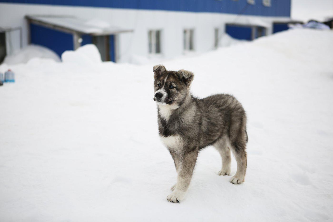 На мысе Челюскин с полярниками живёт несколько очаровательных собак.