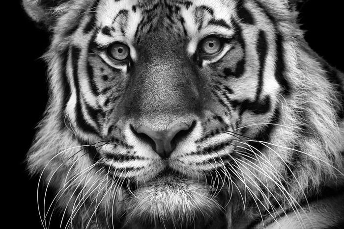 "Месяцами выжидал момент, когда тигр зарычит": фото Михаила Киракосяна в Московском зоопарке потрясло мир