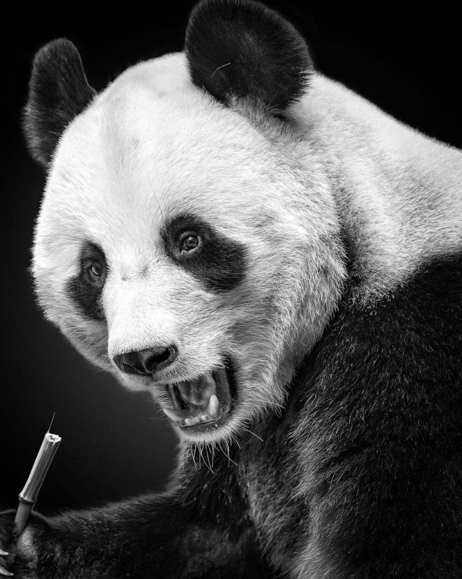 Животное, попавшее в объектив.