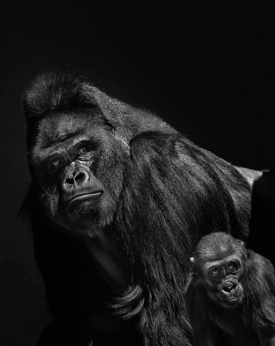 Животное, попавшее в объектив.