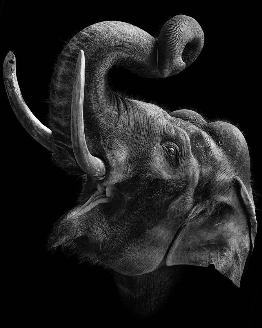 Животное, попавшее в объектив.