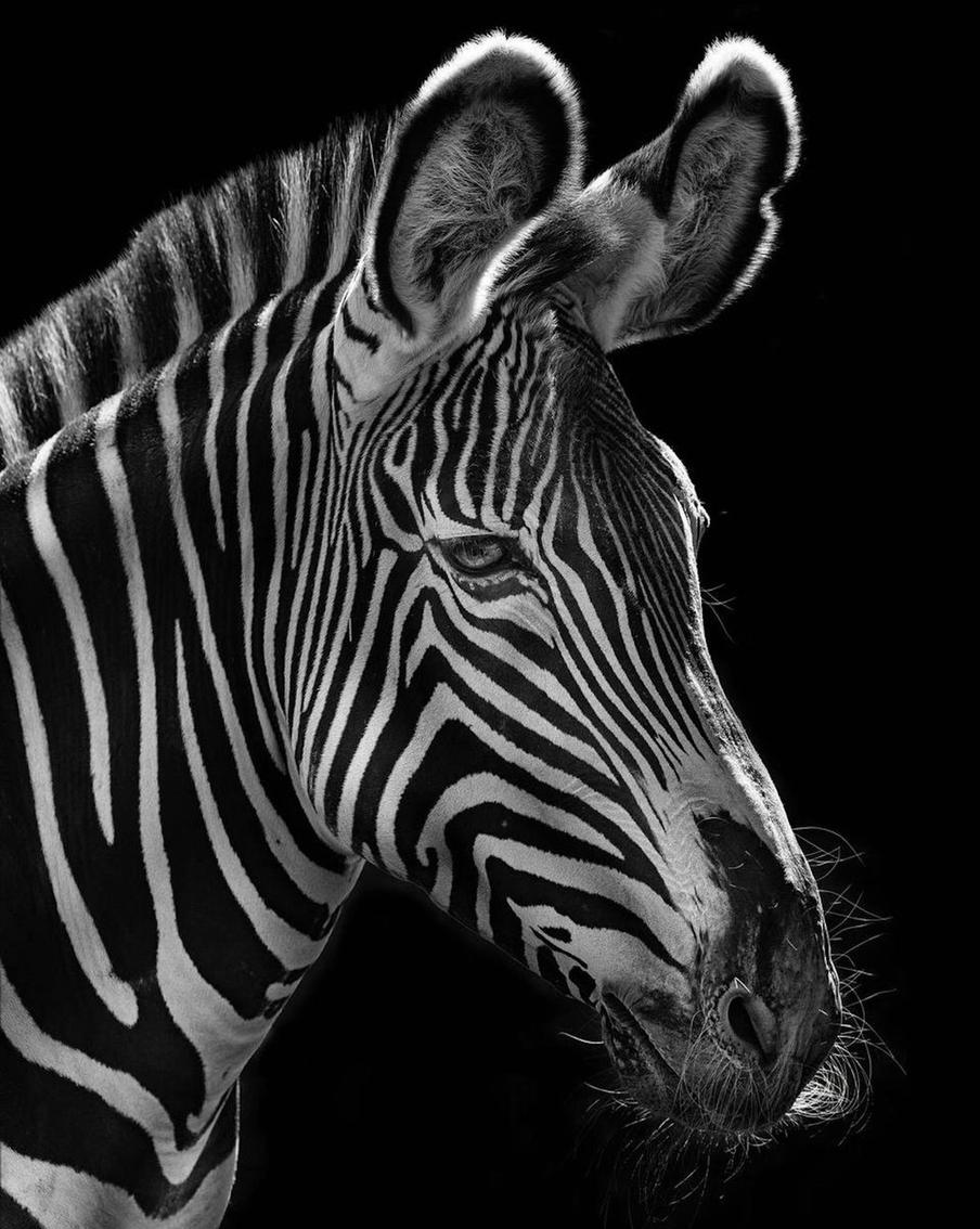 Животное, попавшее в объектив.