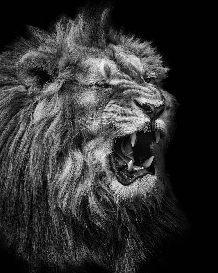 Животное, попавшее в объектив.