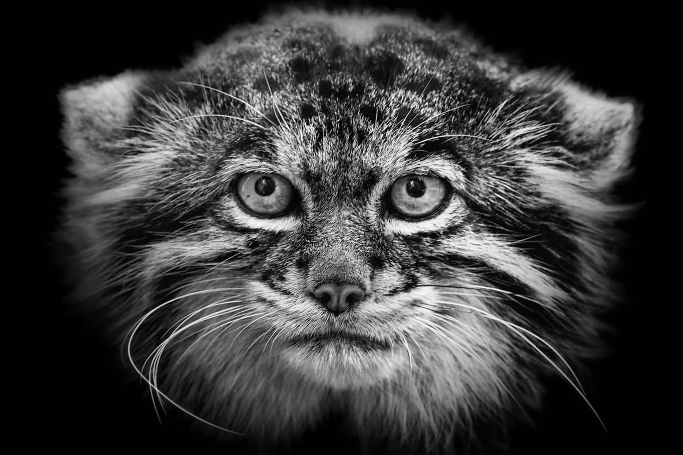 Животное, попавшее в объектив.