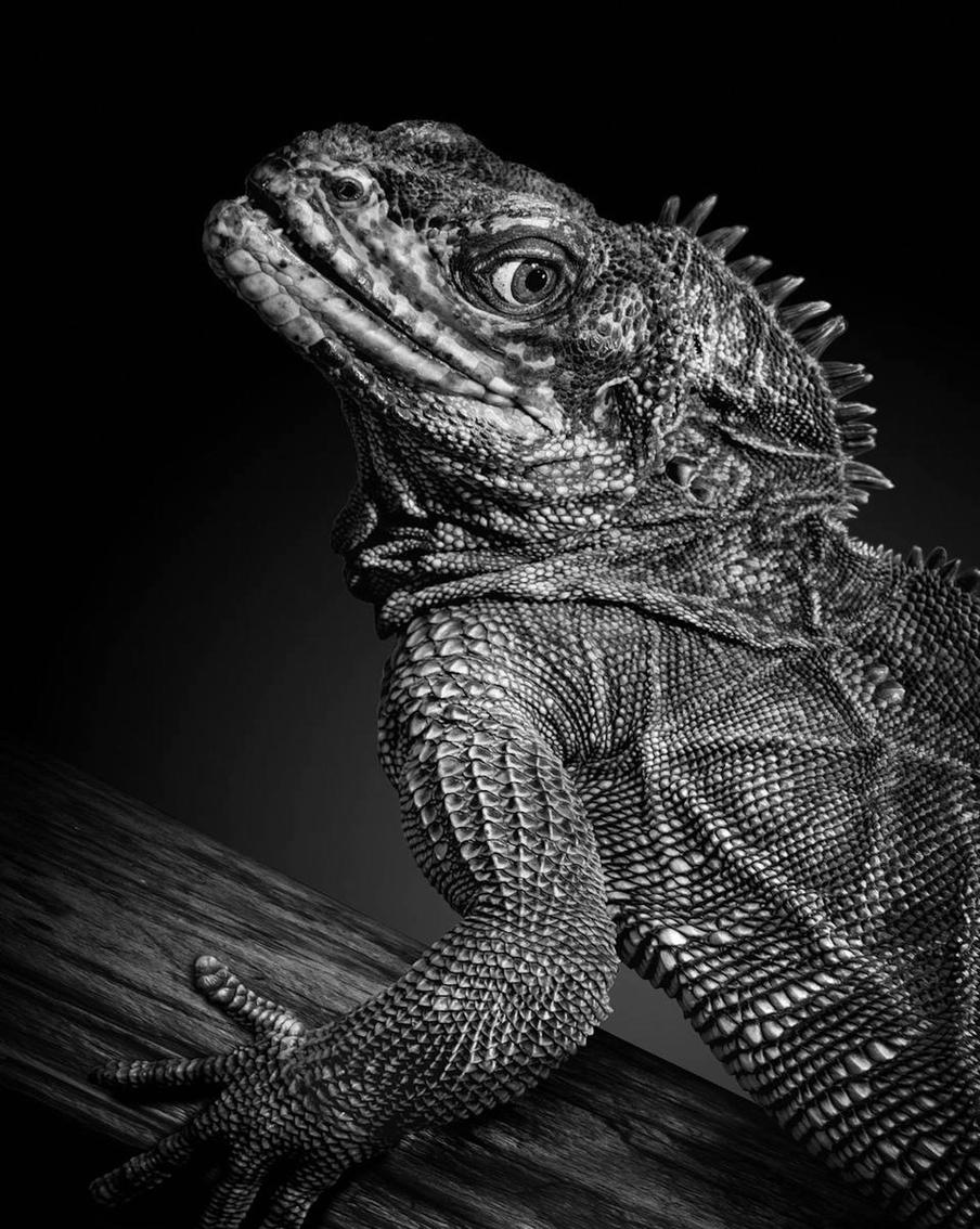 Животное, попавшее в объектив.