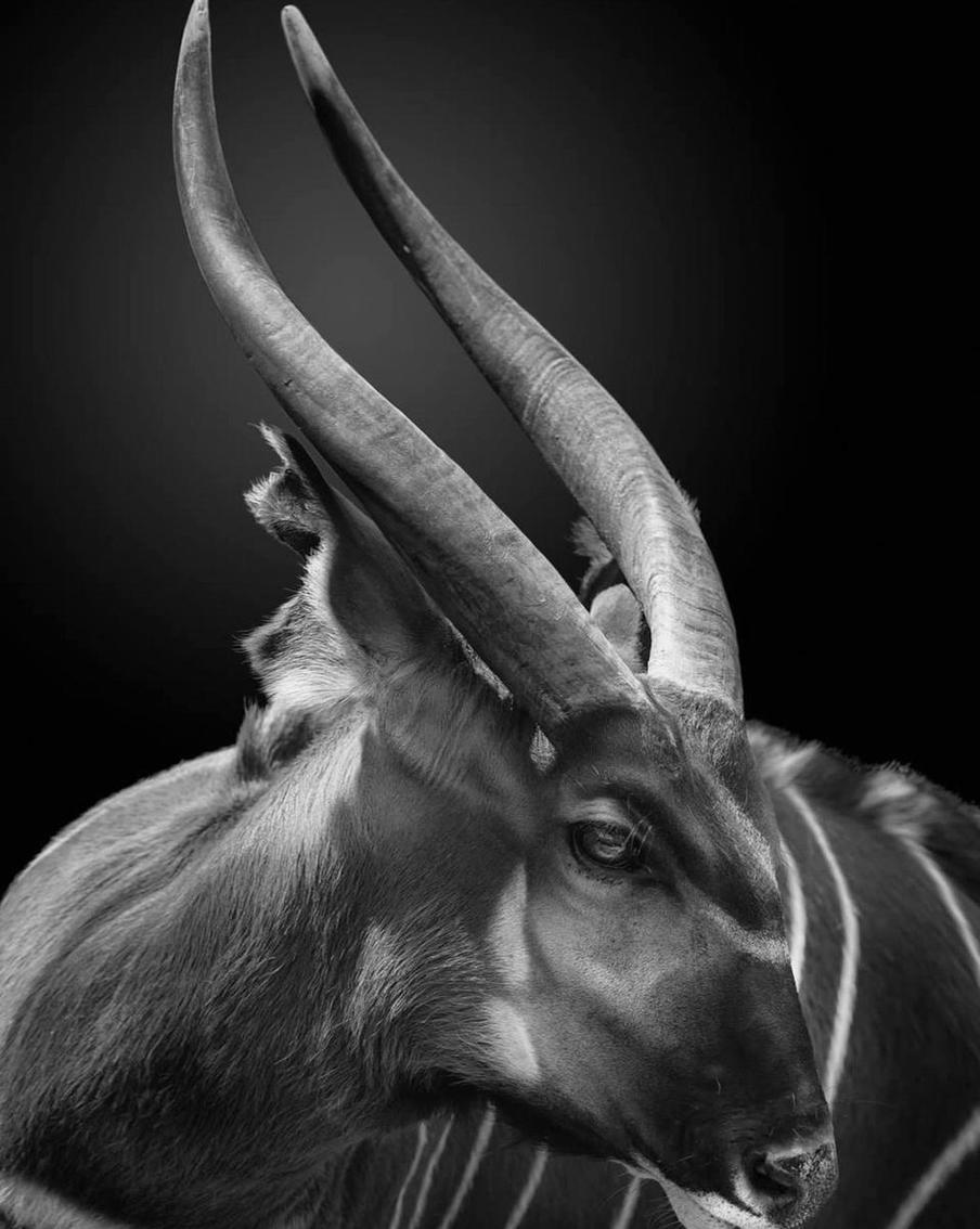 Животное, попавшее в объектив.