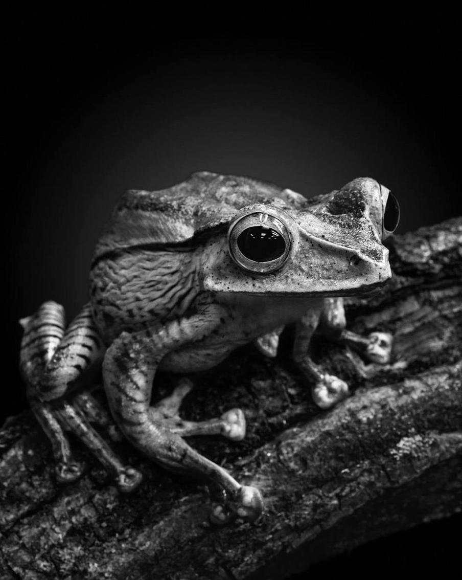 Животное, попавшее в объектив.