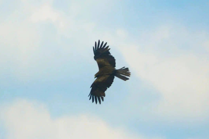 "У канарейки не было клюва, но она выжила". В центре реабилитации спасают диких птиц
