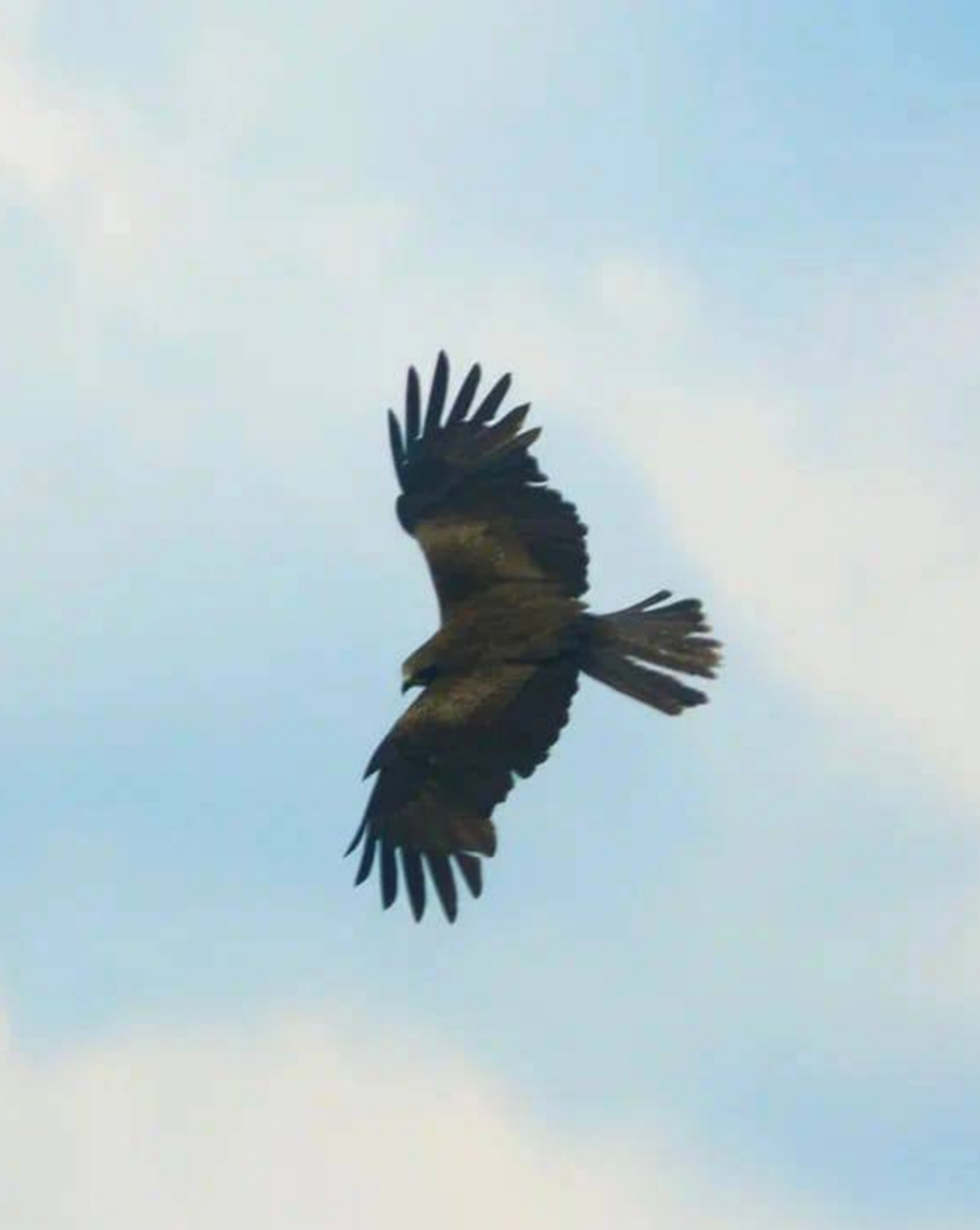 "У канарейки не было клюва, но она выжила". В центре реабилитации спасают диких птиц