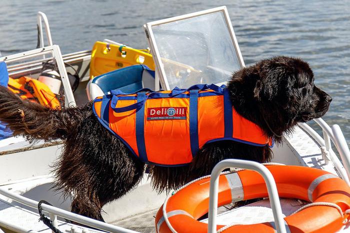 Людей защитят Wi-Fi и кинологи. Столичные спасатели рассказали, как этим летом обеспечат безопасность на городских водоёмах