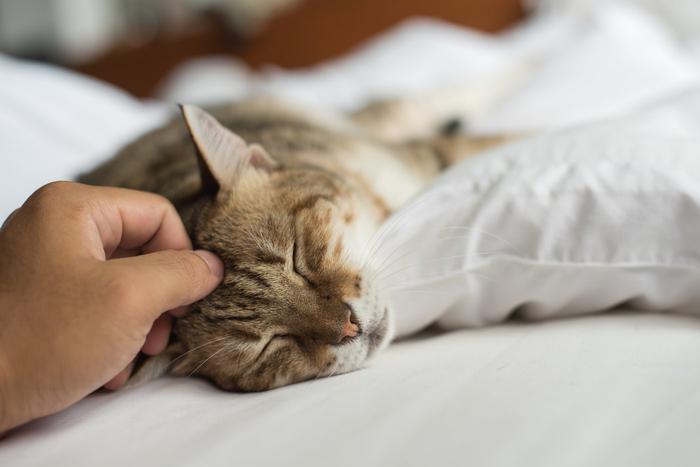 Кошка только кажется самостоятельной. На самом деле за её благополучие должен отвечать хозяин