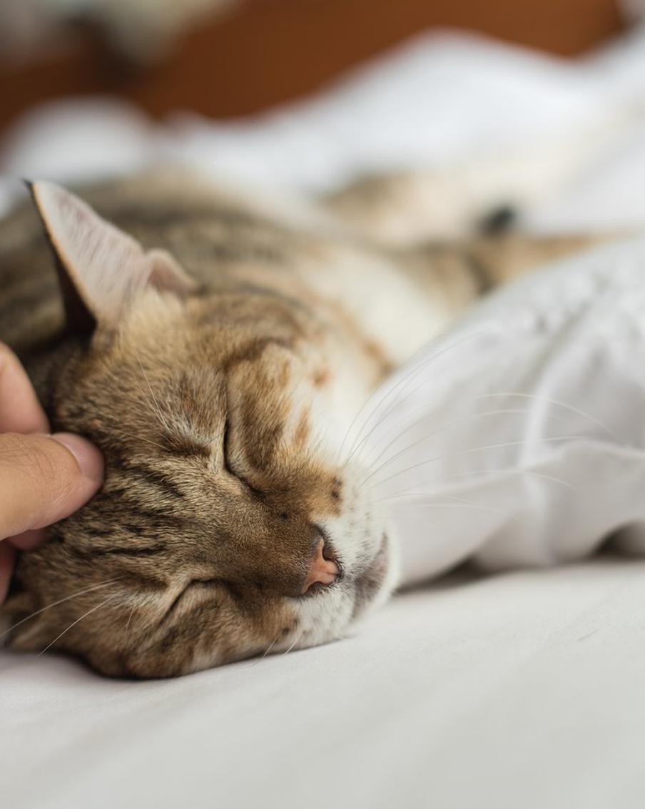 Кошка только кажется самостоятельной. На самом деле за её благополучие должен отвечать хозяин