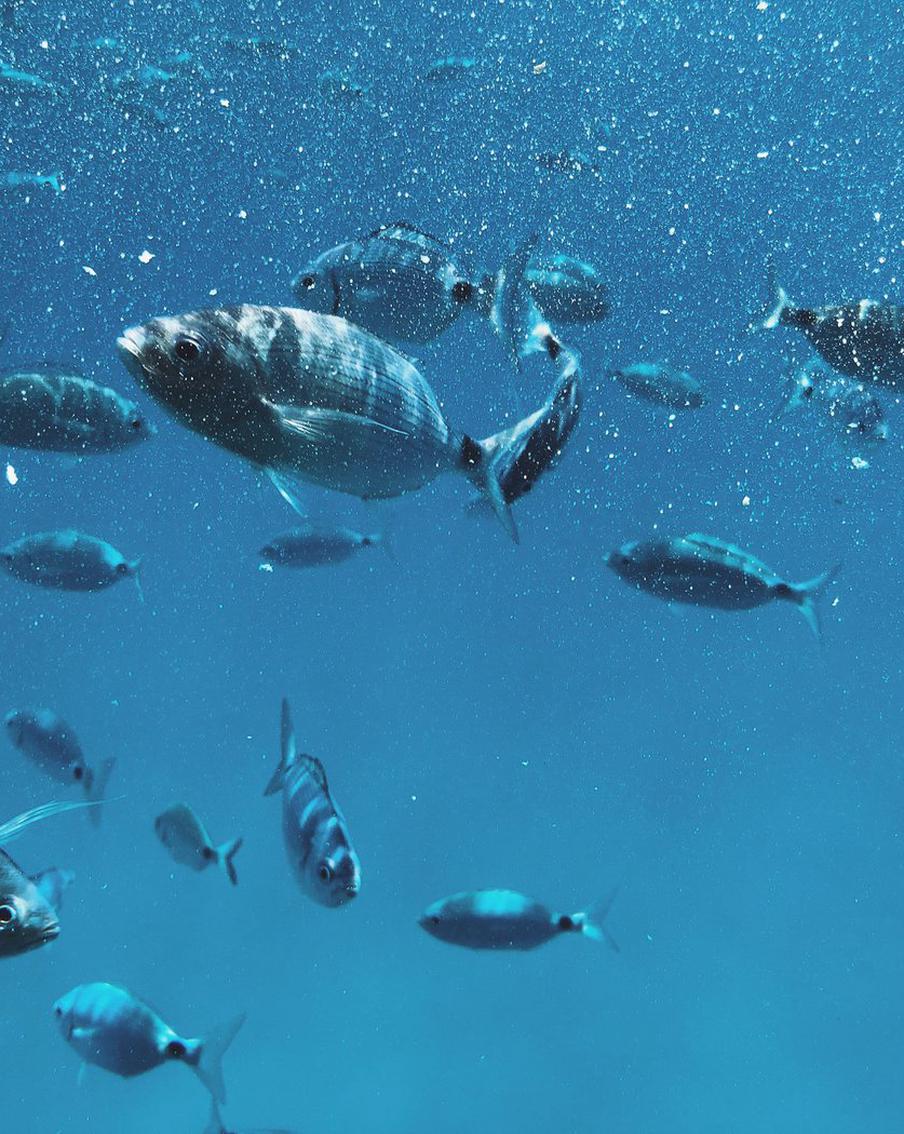 Уборка в "рыбьем доме": как правильно чистить домашние аквариумы