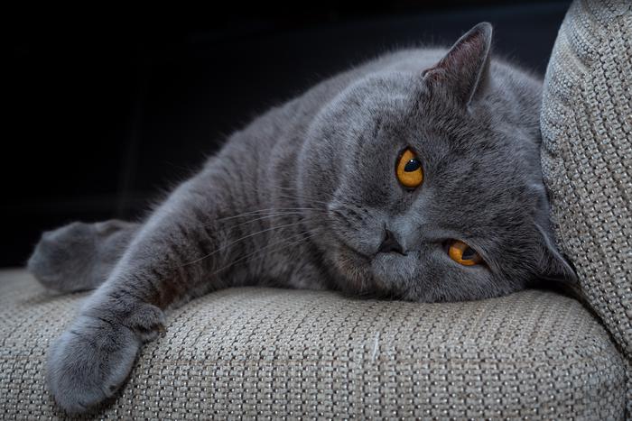 Тренировка на кошках: учёные нашли способ вылечить рак