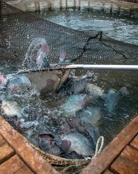 Рыболовство в Серебряном бору: виды рыбы, место для отдыха