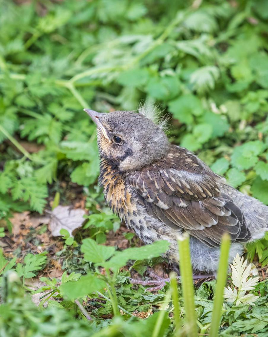 "Теперь я буду твоей мамой!" Стоит ли "спасать" выбравшихся из гнезда птенцов