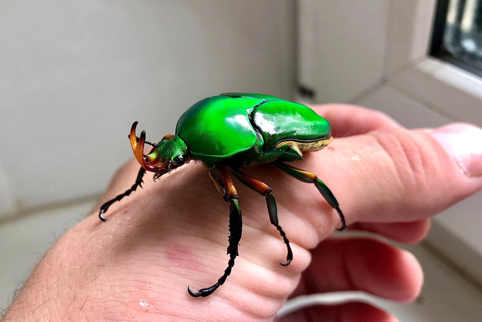 "Их можно даже гладить – правда, они фыркают". Узнали, как красивые насекомые стали приносить деньги