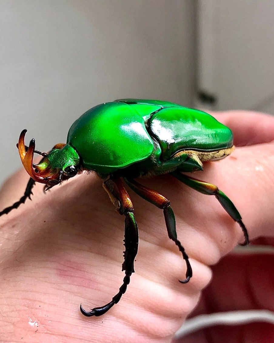 "Их можно даже гладить – правда, они фыркают". Узнали, как красивые насекомые стали приносить деньги