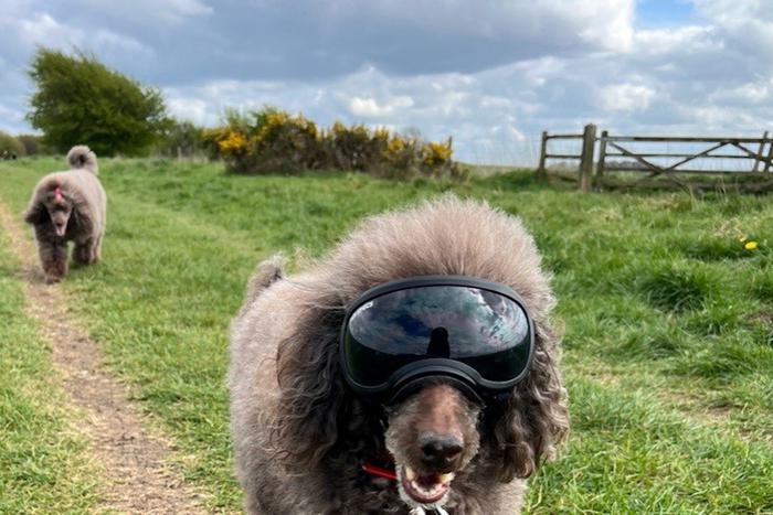 Очки – аксессуар, который носят многие люди. Но, как отмечают медики, собакам они тоже могут пригодиться