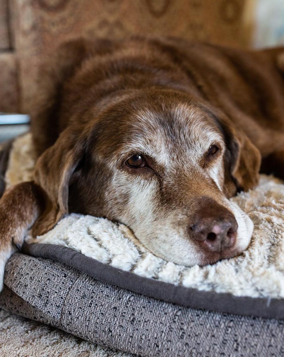 С годами наши собаки теряют силы и здоровье. Значит, хозяева обязаны быть к ним более внимательными