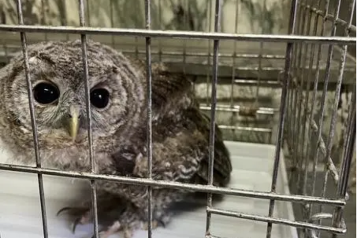 Экологи спасли в парке Горького редких сов. Их незаконно использовали фотографы