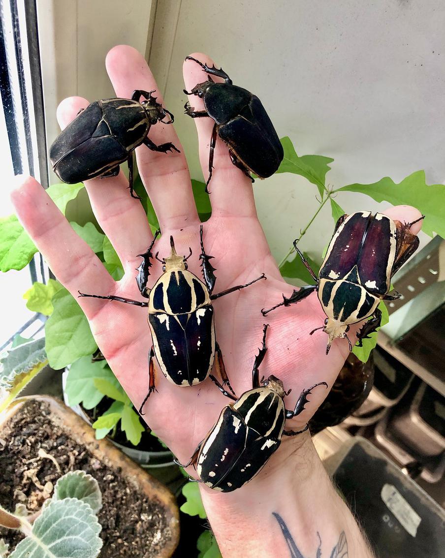 Африканская бронзовка Mecynorrhina ugandensis, обитающая преимущественно в Уганде. Необычная расцветка фиолетового цвета.