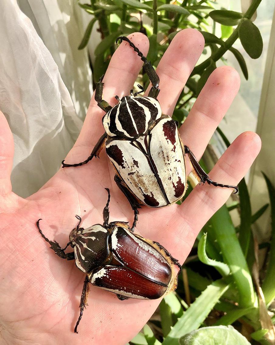 Жук-Голиаф ( Goliathus goliatus)Один из самых крупных жуков на планете. Обитает в Африке. Личинки хищные и едят белок. Жуки вырастают до 10 см.