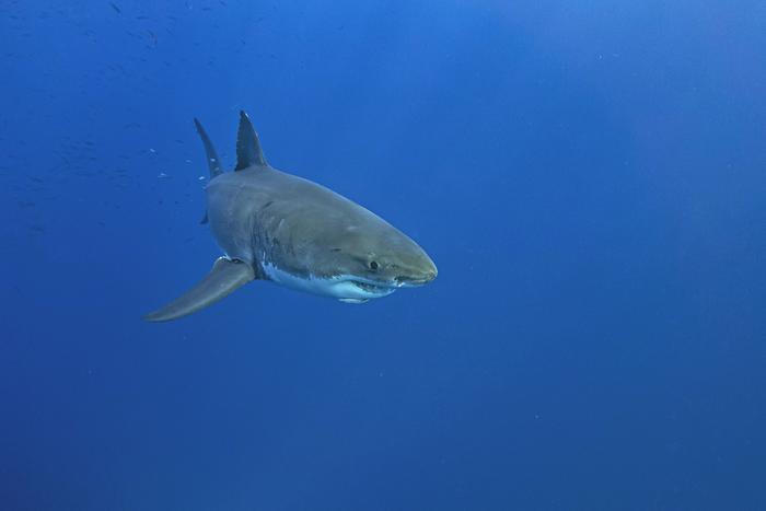 Когда человек – это просто еда: как выжить при встрече с агрессивной акулой