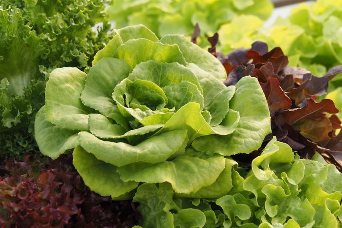 Если салат пошёл в цвет... Рассказываем, что вы сделали не так