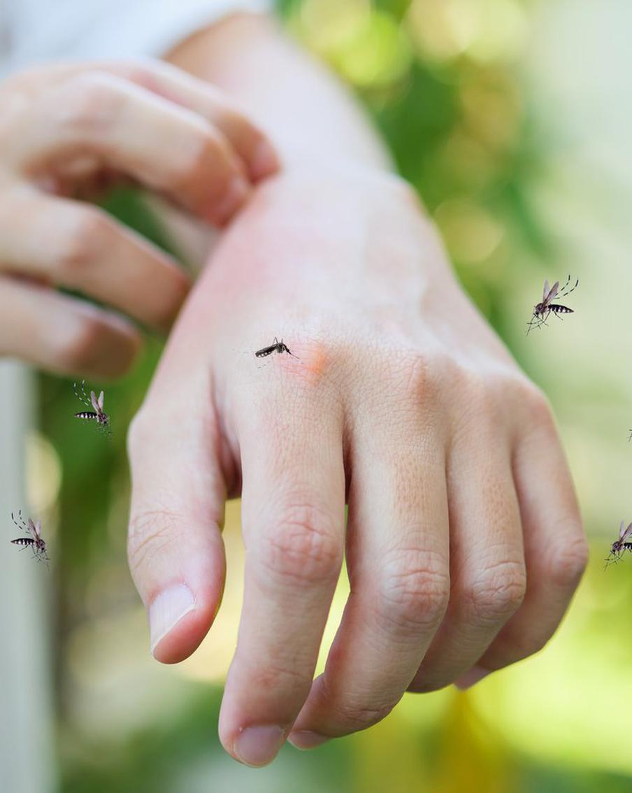 Дирофиляриоз обыватели считают болезнью животных. Но в летнее время она легко поражает и людей