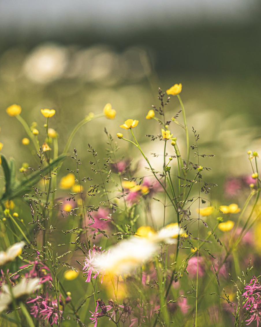 Зачем нужен повод?! Составляем романтичный букет из полевых цветов
