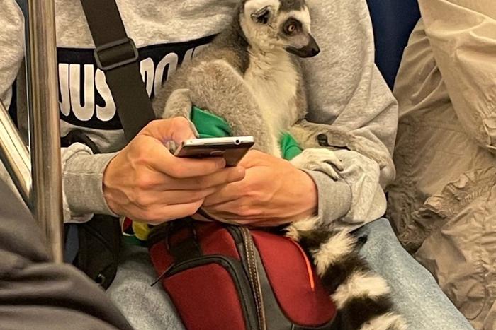 Все чудаки едут в метро... Вспоминаем самых необычных пассажиров