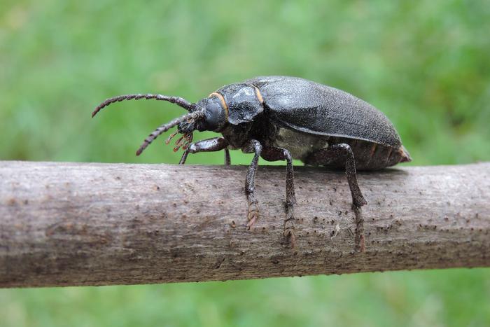 Не трогайте дровосека-кожевника: он хоть и редкий, но челюсти у него что надо