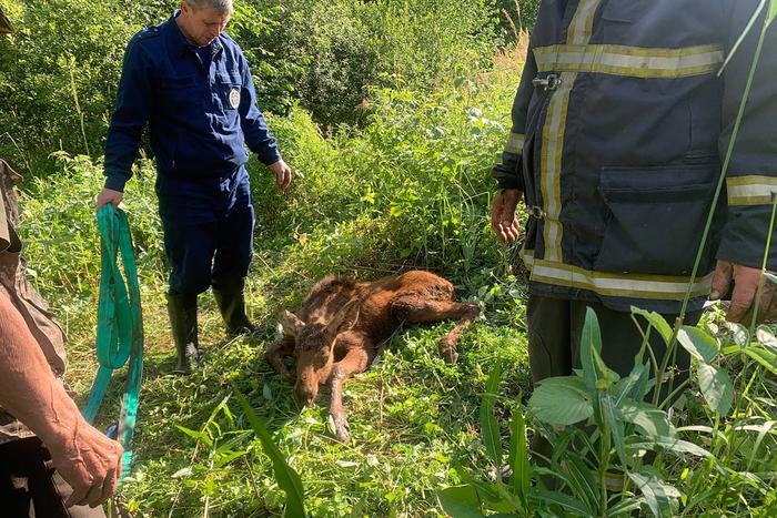 Родился в рубашке: провалившегося в колодец лосёнка нашли грибники