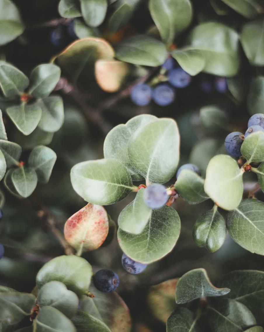 Не только ягоды! Для чего могут быть полезны листья черники