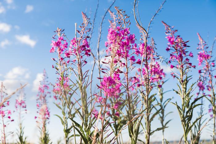 Путин одобрил иван-чай. Выяснили, чем он полезен и сможет ли заменить кока-колу