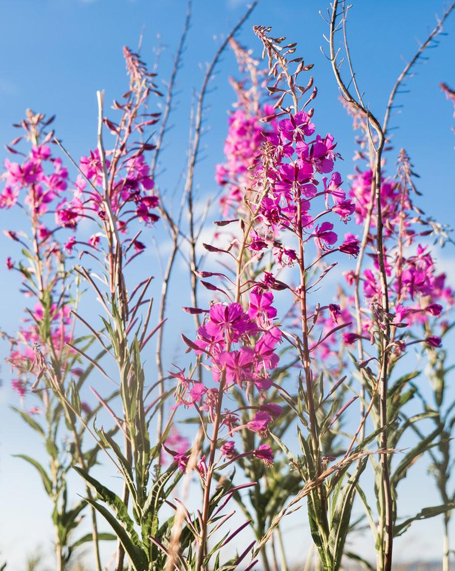 Путин одобрил иван-чай. Выяснили, чем он полезен и сможет ли заменить кока-колу