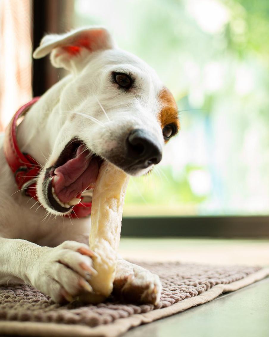 Наши четвероногие питомцы просто обожают вкусняшки. Но давать их животным нужно только с умом