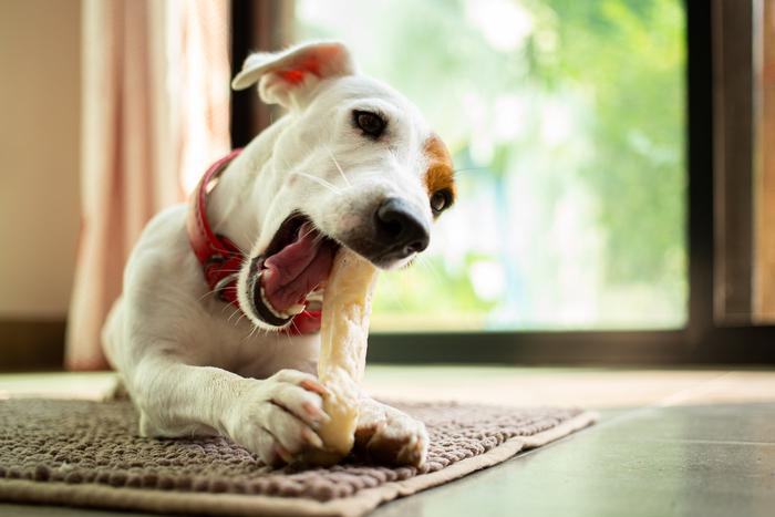 Наши четвероногие питомцы просто обожают вкусняшки. Но давать их животным нужно только с умом