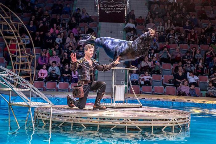 Шоу "Цирк на воде" против Росгосцирка. Кто прав и кто виноват в массовом увольнении артистов?