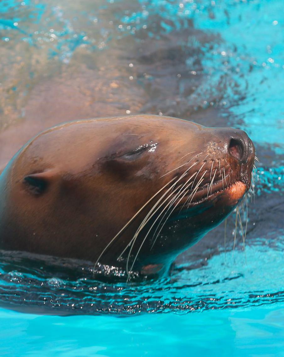 У морских котиков, моржей и сивучей появились свои Мальдивы. Название этим "островам" – новый павильон "Ластоногие"