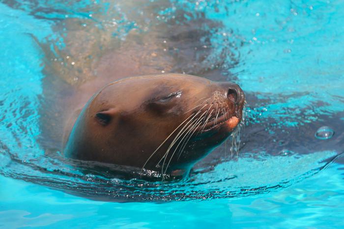 У морских котиков, моржей и сивучей появились свои Мальдивы. Название этим "островам" – новый павильон "Ластоногие"
