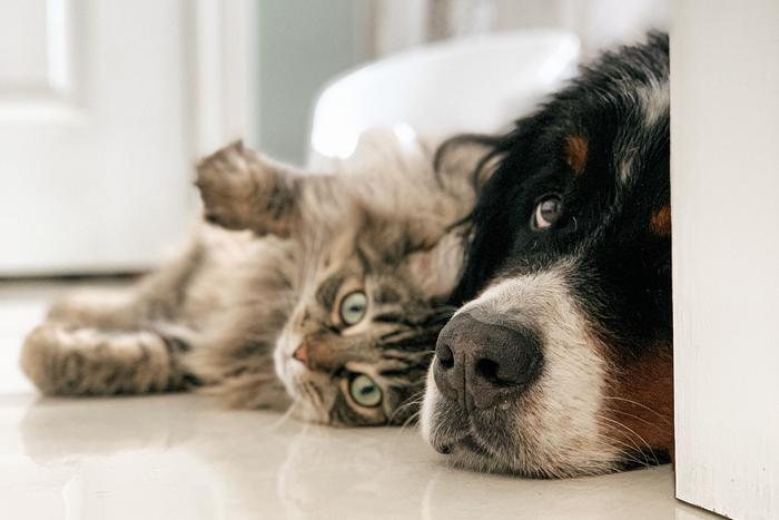 5 главных отличий кошек от собак – для собачников, которые решили "переметнуться" в другой лагерь