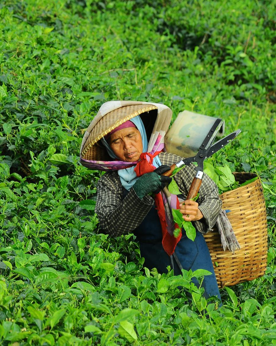 Lipton, Saito и Brooke Bond уходят из России: если "заморочиться", чай можно вырастить и на даче