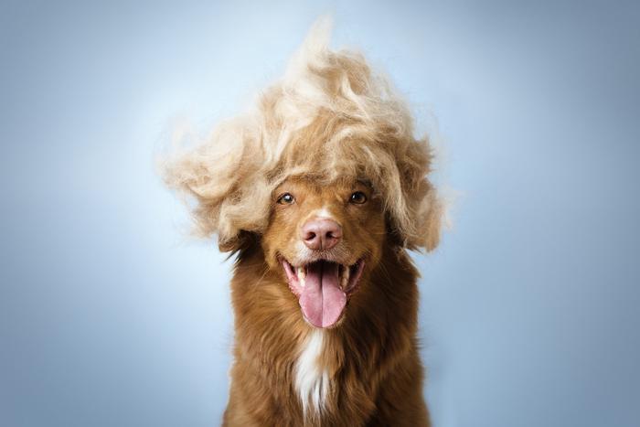 Чем опасна работа грумера и как подготовить животное к бьюти-процедуре