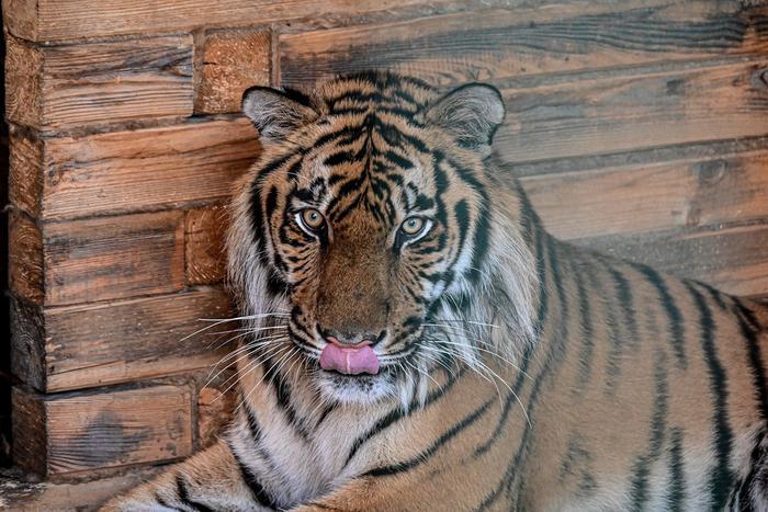 Вор едва не украл тигрёнка, повредил ему позвоночник – теперь животное везут лечить в Хабаровск