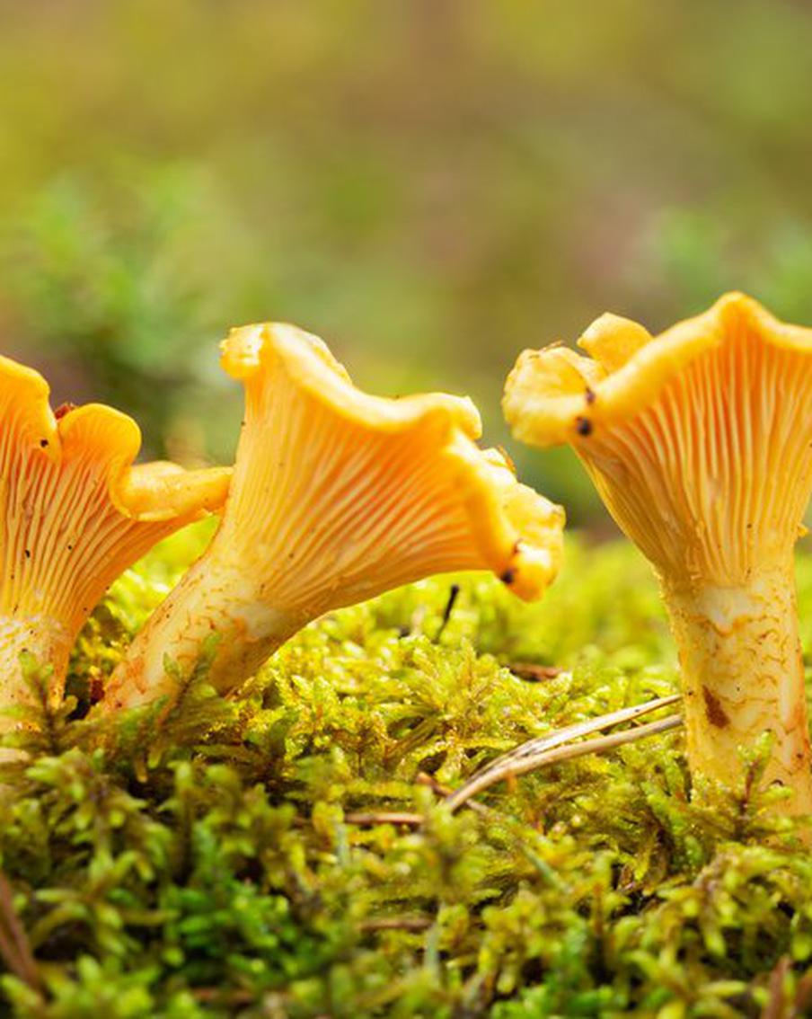 В ресторанах стали появляться сезонные блюда с грибами. Metro предлагает вам повторить их у себя на кухне