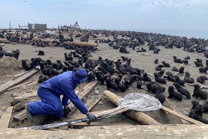 Более ста морских котиков спасли на острове Тюлений. От мусорного пластика ластоногие получили серьёзные травмы